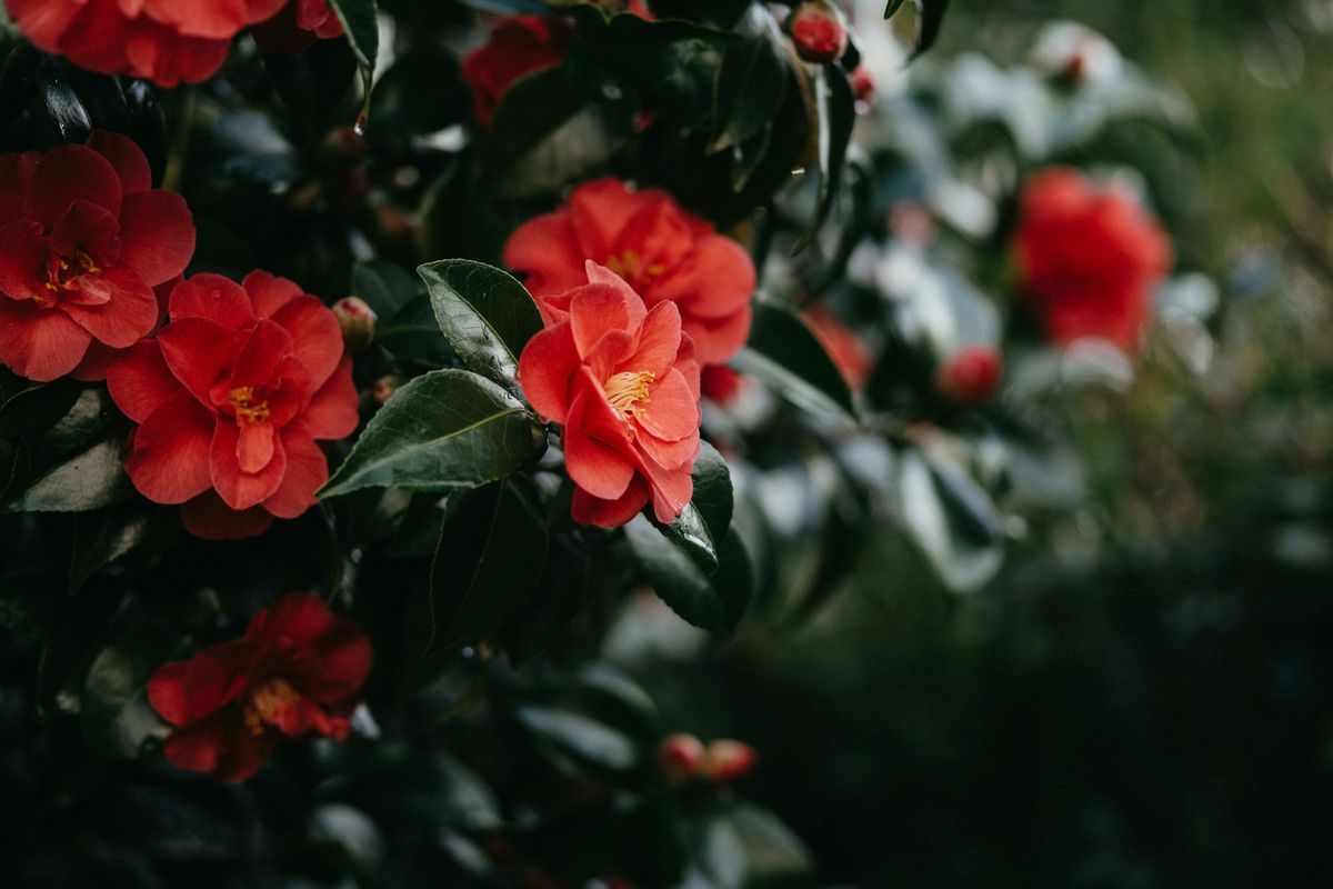 Camelie rosse in fiore
