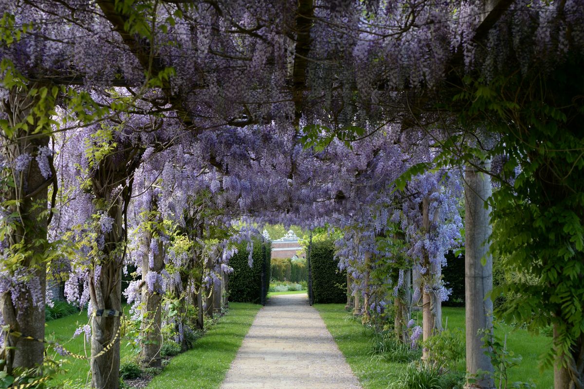 Pergola con glicine in fiore