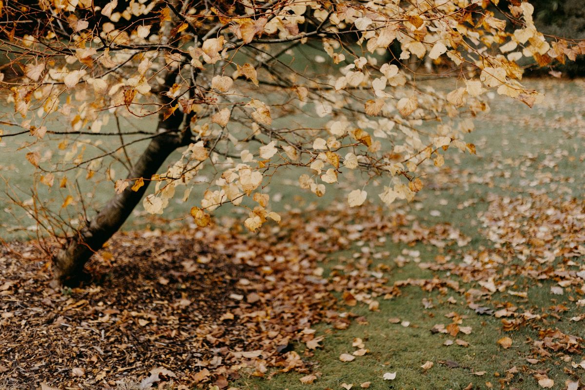 Foglie cadute nel giardino