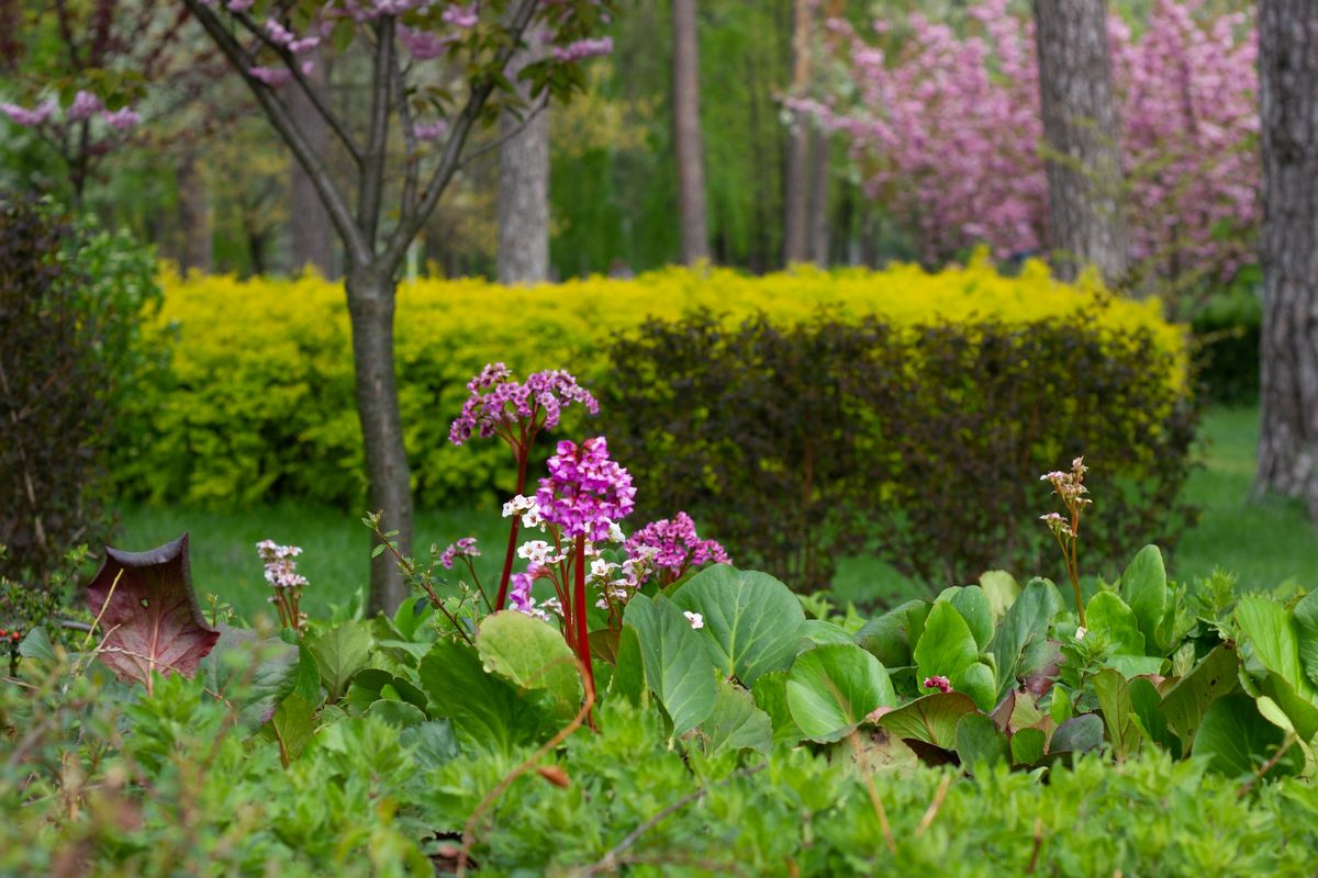 Bergenia in fiore davanti alla siepe