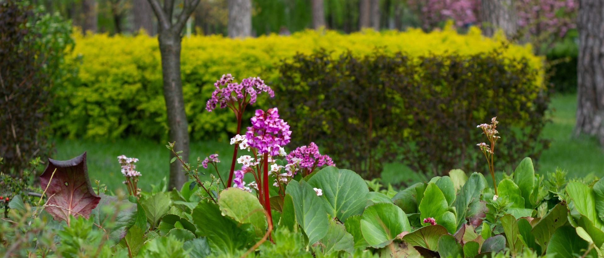 Bergenia in fiore davanti alla siepe