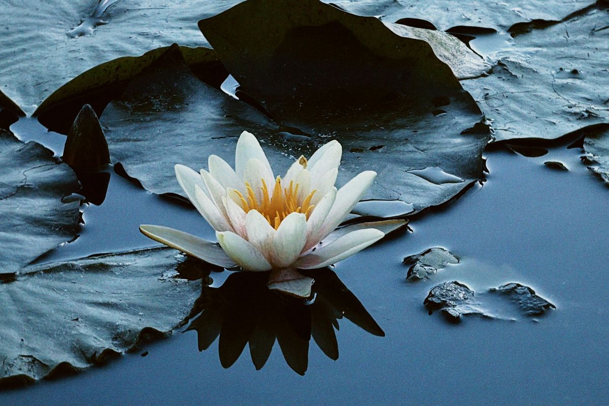 Ninfea in fiore