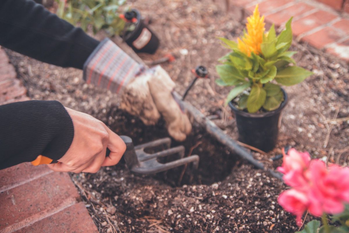 Messa a dimora di fiori