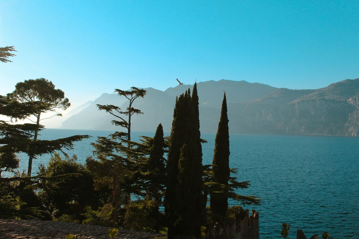 Cipressi sul lago